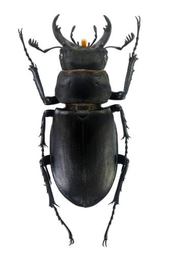 Réf. 335 322 : Lucanus cervus